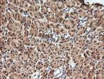 KLK8 Antibody in Immunohistochemistry (Paraffin) (IHC (P))