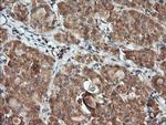 KLK8 Antibody in Immunohistochemistry (Paraffin) (IHC (P))