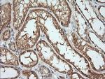 KLK8 Antibody in Immunohistochemistry (Paraffin) (IHC (P))