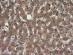 KLK8 Antibody in Immunohistochemistry (Paraffin) (IHC (P))