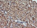 KLK8 Antibody in Immunohistochemistry (Paraffin) (IHC (P))