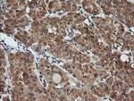 KLK8 Antibody in Immunohistochemistry (Paraffin) (IHC (P))