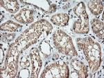 KLK8 Antibody in Immunohistochemistry (Paraffin) (IHC (P))