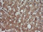 KLK8 Antibody in Immunohistochemistry (Paraffin) (IHC (P))