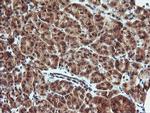 KLK8 Antibody in Immunohistochemistry (Paraffin) (IHC (P))