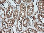 KLK8 Antibody in Immunohistochemistry (Paraffin) (IHC (P))