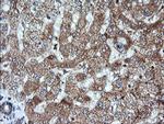 KLK8 Antibody in Immunohistochemistry (Paraffin) (IHC (P))