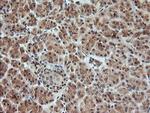 KLK8 Antibody in Immunohistochemistry (Paraffin) (IHC (P))