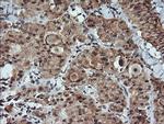 KLK8 Antibody in Immunohistochemistry (Paraffin) (IHC (P))