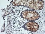 KLK8 Antibody in Immunohistochemistry (Paraffin) (IHC (P))