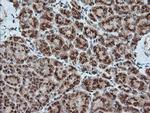 KLK8 Antibody in Immunohistochemistry (Paraffin) (IHC (P))