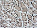 KLK8 Antibody in Immunohistochemistry (Paraffin) (IHC (P))