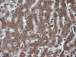 KLK8 Antibody in Immunohistochemistry (Paraffin) (IHC (P))