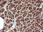 KLK8 Antibody in Immunohistochemistry (Paraffin) (IHC (P))