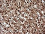 KLK8 Antibody in Immunohistochemistry (Paraffin) (IHC (P))