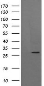 KLK8 Antibody in Western Blot (WB)