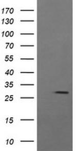 KLK8 Antibody in Western Blot (WB)