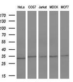 KLK8 Antibody in Western Blot (WB)