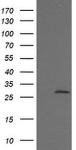 KLK8 Antibody in Western Blot (WB)