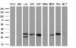 KLK8 Antibody in Western Blot (WB)