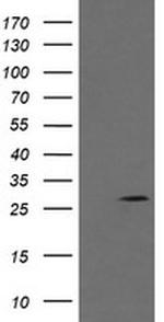 KLK8 Antibody in Western Blot (WB)