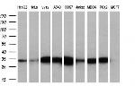 KLK8 Antibody in Western Blot (WB)