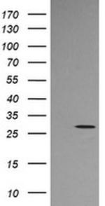 KLK8 Antibody in Western Blot (WB)