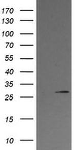 KLK8 Antibody in Western Blot (WB)