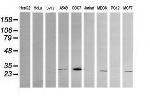 KLK8 Antibody in Western Blot (WB)