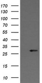 KLK8 Antibody in Western Blot (WB)