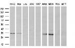 KLK8 Antibody in Western Blot (WB)