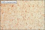 OPRK1 Antibody in Immunohistochemistry (Paraffin) (IHC (P))