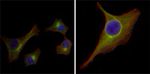 Cytokeratin 15 Antibody in Immunocytochemistry (ICC/IF)