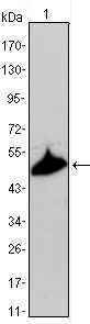 Cytokeratin 15 Antibody in Western Blot (WB)