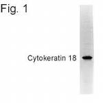 Cytokeratin 18 Antibody in Western Blot (WB)