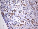 KRT19 Antibody in Immunohistochemistry (Paraffin) (IHC (P))