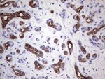 KRT19 Antibody in Immunohistochemistry (Paraffin) (IHC (P))