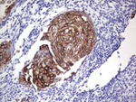 KRT19 Antibody in Immunohistochemistry (Paraffin) (IHC (P))