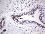 KRT19 Antibody in Immunohistochemistry (Paraffin) (IHC (P))