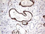 KRT19 Antibody in Immunohistochemistry (Paraffin) (IHC (P))