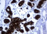 KRT19 Antibody in Immunohistochemistry (Paraffin) (IHC (P))