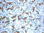 KRT19 Antibody in Immunohistochemistry (Paraffin) (IHC (P))