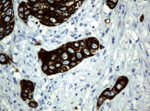 KRT19 Antibody in Immunohistochemistry (Paraffin) (IHC (P))