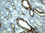 KRT19 Antibody in Immunohistochemistry (Paraffin) (IHC (P))