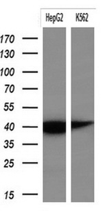KRT19 Antibody in Western Blot (WB)
