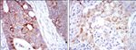 Cytokeratin 19 Antibody in Immunohistochemistry (Paraffin) (IHC (P))