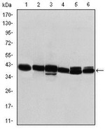 Cytokeratin 19 Antibody in Western Blot (WB)