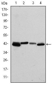 Cytokeratin 19 Antibody in Western Blot (WB)