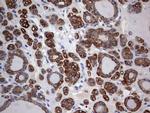 KRT24 Antibody in Immunohistochemistry (Paraffin) (IHC (P))