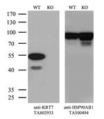 KRT7 Antibody